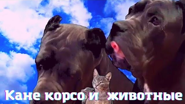 Трудности содержания Кане Корсо. смотреть онлайн