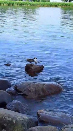 Финский залив в Питере. Отпуск