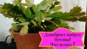 Что делать когда декабрист набрал бутоны