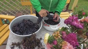 6 соток 6 октября 2025 года. 1 часть. Виноград.