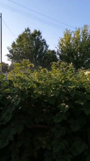 Watering raspberries#shorts смотреть онлайн