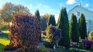 Пришла на дачу и ахнула!🍁🍂🍁Ленобласть 08.10.25г. 🍂🍁🍂