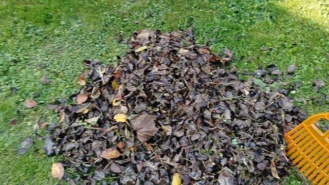 Для чего собирать осенние листья с газона на даче? смотреть онлайн