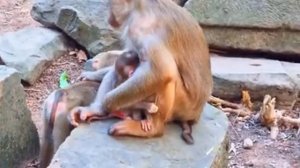 Материнские заботы: Либби с Лео  и Лили    1000037519.mp4