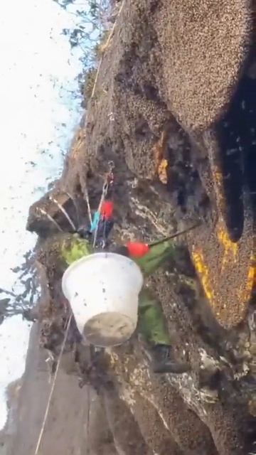 Removes A Swarm Of Bees With A Shovel #owl #animals #funny #BeekeepingAdventures #ShovelSquad #BeeRe