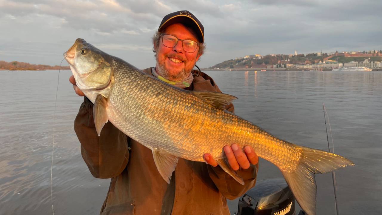 Судак, берш, щука и толстые жерехи. Отличная рыбалка рядом с домом.
