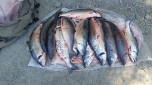 На Сахалине задержали браконьеров за нелегальный вылов лосося