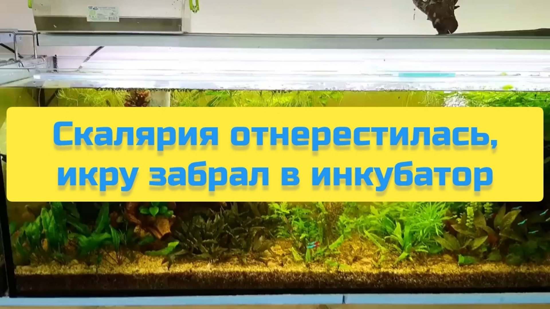 СКАЛЯРИЯ ОТНЕРЕСТИЛАСЬ, ИКРУ ЗАБРАЛ В ИНКУБАТОР смотреть онлайн