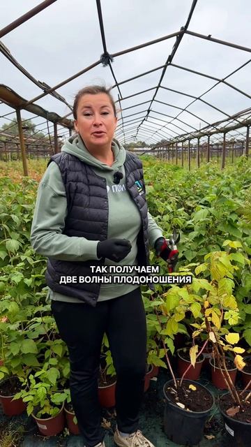 Как подготовить малину к зиме? Осенняя обрезка ремонтантной малины.