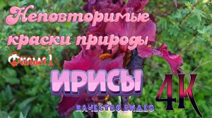 Неповторимые краски природы. Фильм 1. Ирисы