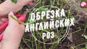 ОБРЕЗАЮ АНГЛИЙСКИЕ РОЗЫ