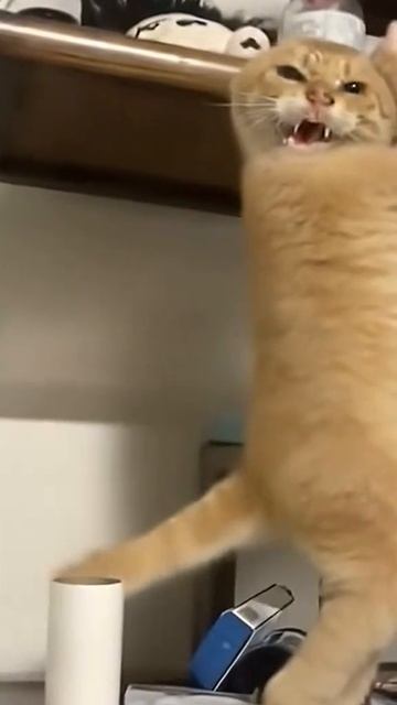1000008551.mp4 смотреть онлайн