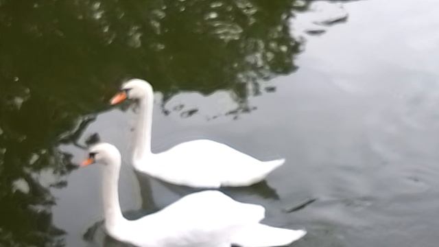 Прекрасные лебеди