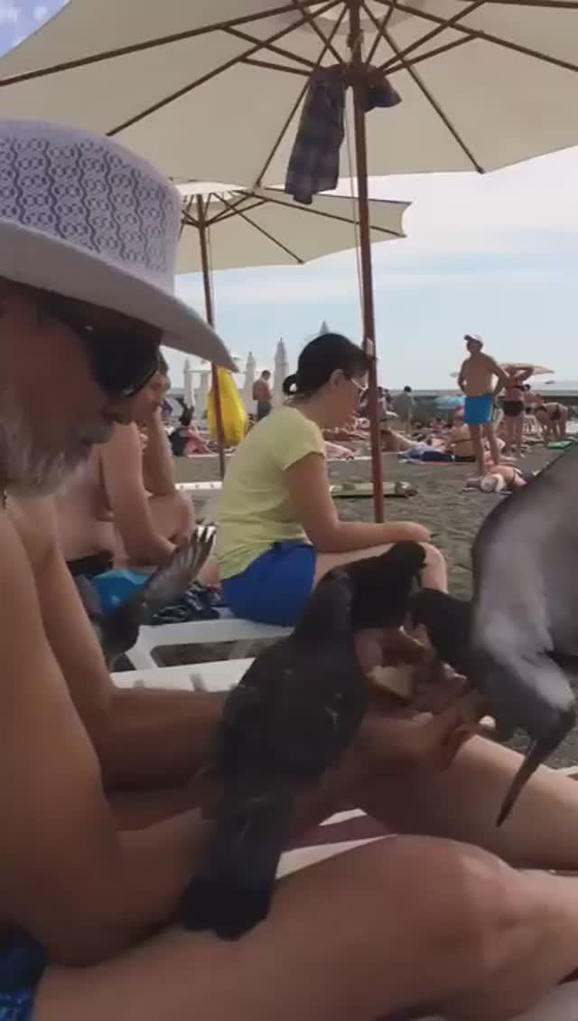 Эльдар(то есть я) и черноморские голуби!