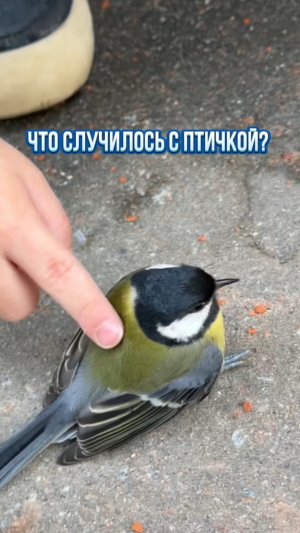 Как думаете, что случилось с птичкой?🐦
