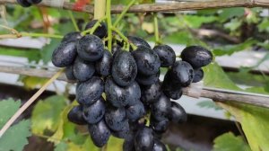 55-5-4. НОМЕРНИК ОТ КАЛУГИНА!!!🍇🍇🍇 Telegram, WhatsApp и Vlber +79528500417. ТЕЛ.+79054033245.