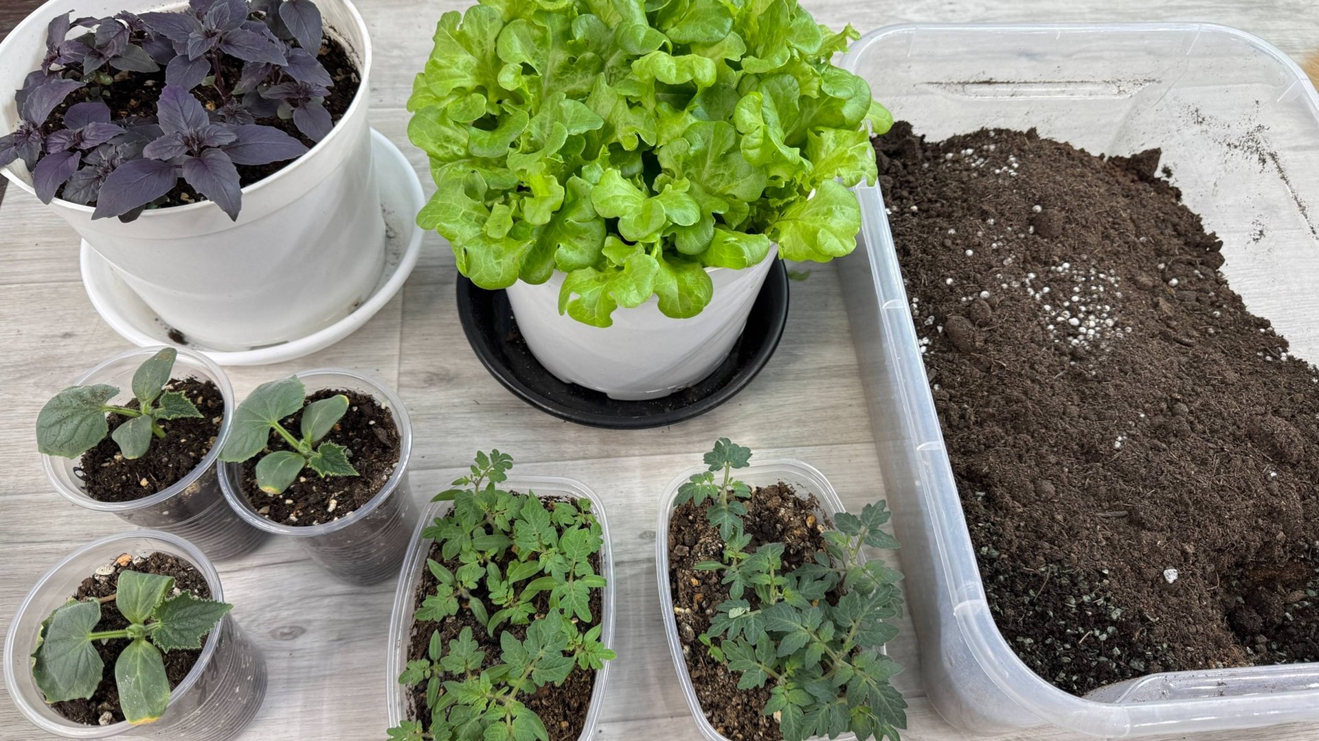 ДОМАШНИЙ ОГОРОД, Правильный грунт для Томатов, Перцев, Огурцов! смотреть онлайн