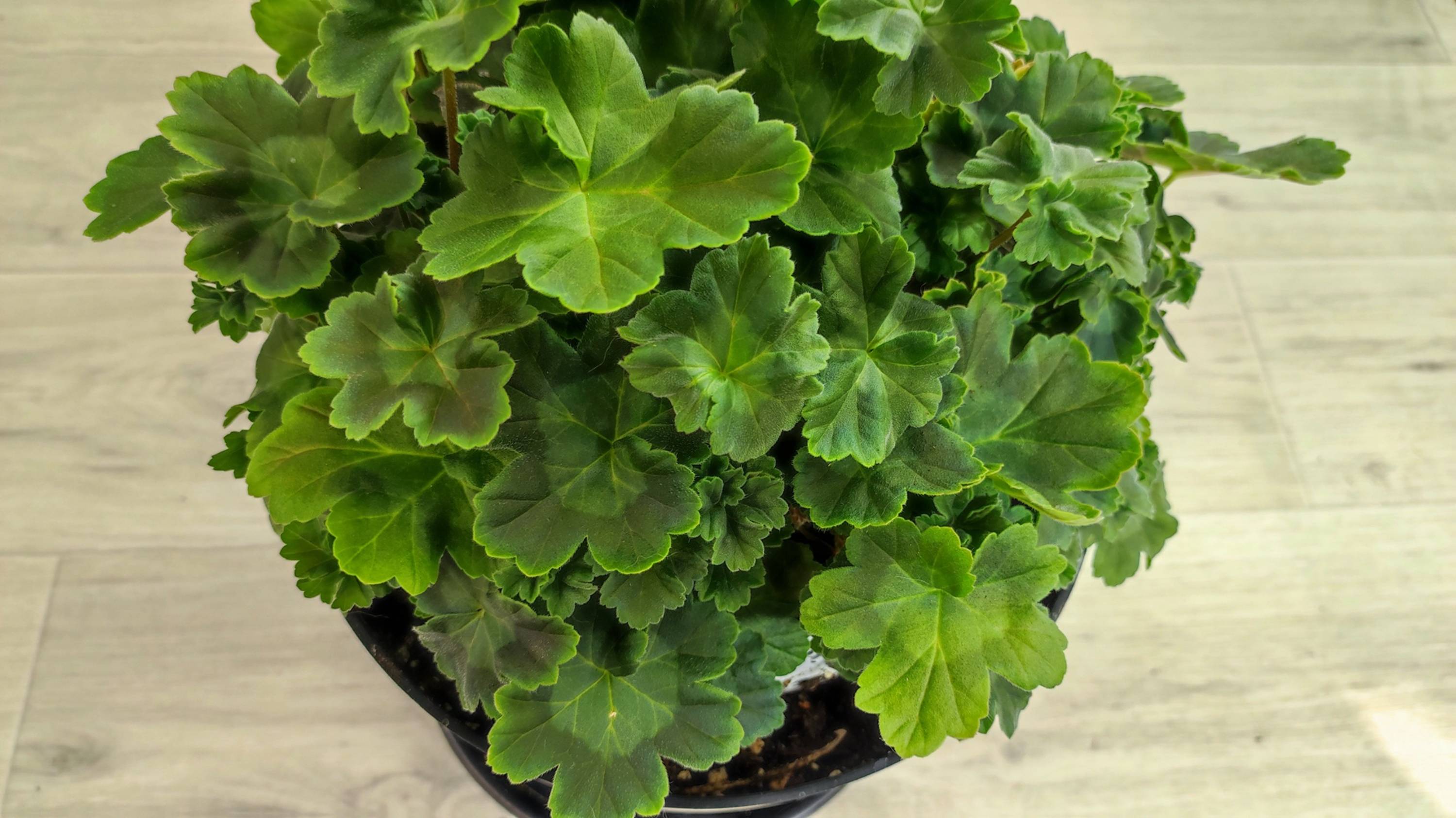 Мало кто знает что герань осенью подкармливают только так! смотреть онлайн