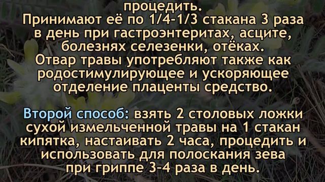 Трава ЖИЗНИ, засекреченная Сталиным смотреть онлайн