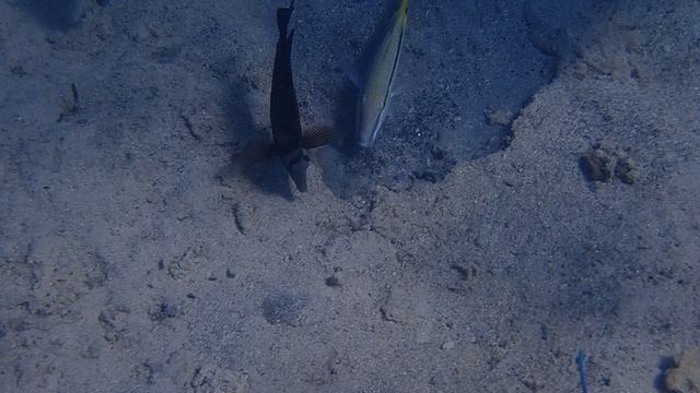 Красноморская зубатая барабуля Parupeneus forsskali, Red Sea goatfish