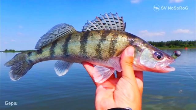 Каковы основные отличия Берша — Sander volgensis от Обыкновенного судака — Sander lucioperca ? смотреть онлайн