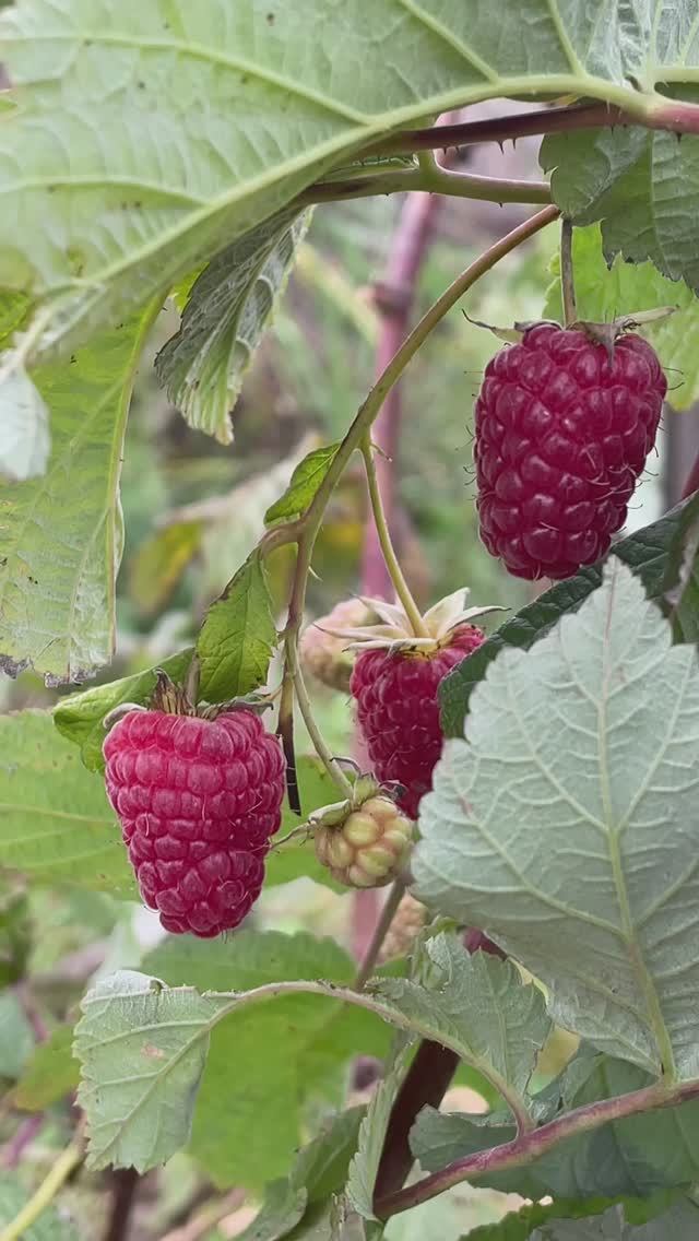 Ягоды в октябре, сезон продолжается