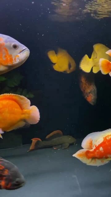 астронотусы смотреть онлайн