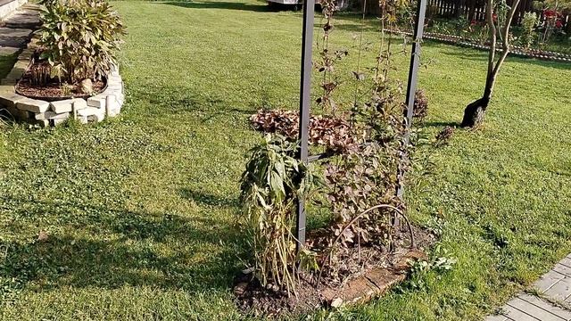 Новые веерные #грабли из поликарбоната для сбора опавших листьев. Рекомендую. Сравнение с металличес смотреть онлайн