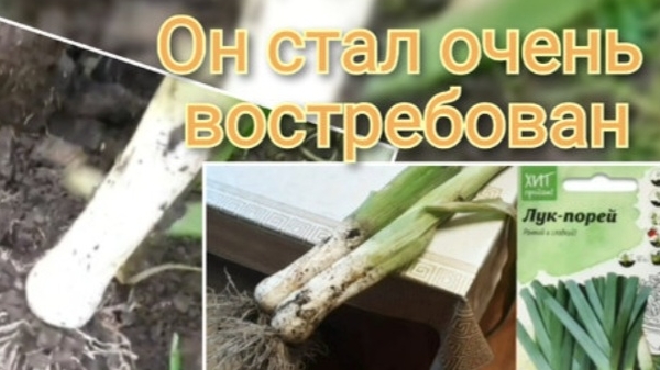 Лук порей. Как хранить смотреть онлайн