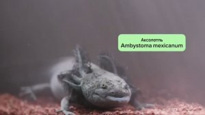 Аксолотль — саламандра которая не хочет взрослеть