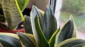 Цветочная композиция для дома! Все меняю! Новые растения!