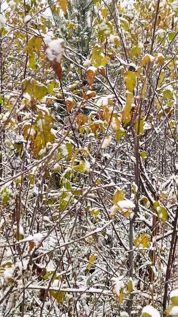 Первый снег ❄️ / скоро зима ... смотреть онлайн