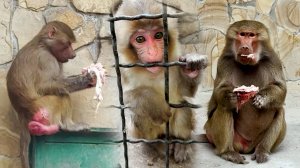 Мяска для жирка! Люся за мясом ломанулась не медля ни секунды! Осенью никто не ждёт и не стесняется!