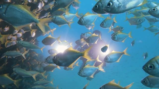 KidsBox_Level5_Unit1_CLIL_video