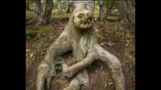 Удивительные аномалии деревьев. Чудеса природы или влияние темных сил смотреть онлайн