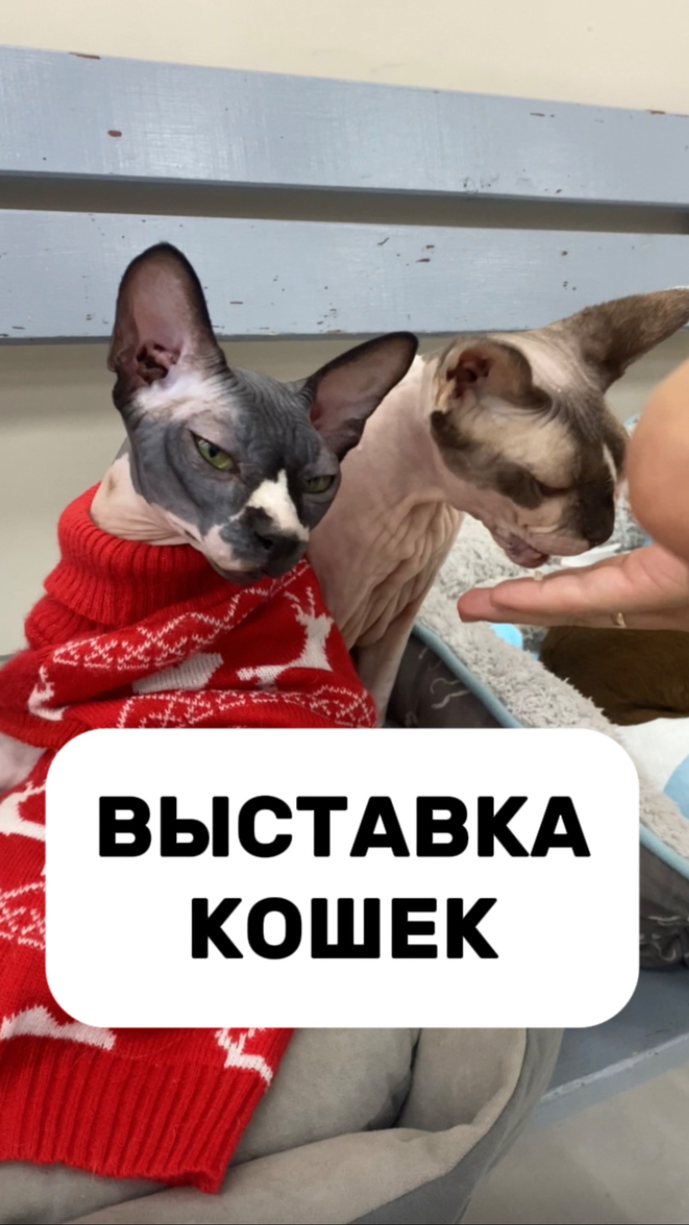Посетили выставку кошек смотреть онлайн
