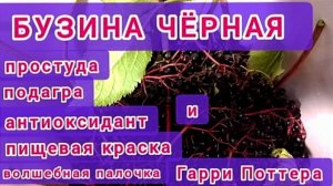 Бузина чёрная и Гарри Поттер