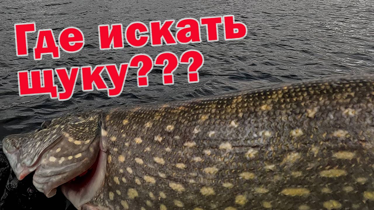 РУСЛО ИЛИ ПОЛЕ??? ГДЕ ИСКАТЬ ТРОФЕЙНУЮ ЩУКУ? Рыбалка с Ronin Rush SONIC INSURGENT 14-50гр. 240см. смотреть онлайн