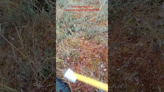 Продолжаем испытания, ковш с поперечным хватом и с длинной ручкой. Сбор клюквы. 2025 г. смотреть онлайн