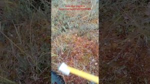 Продолжаем испытания, ковш с поперечным хватом и с длинной  ручкой. Сбор клюквы. 2025 г.