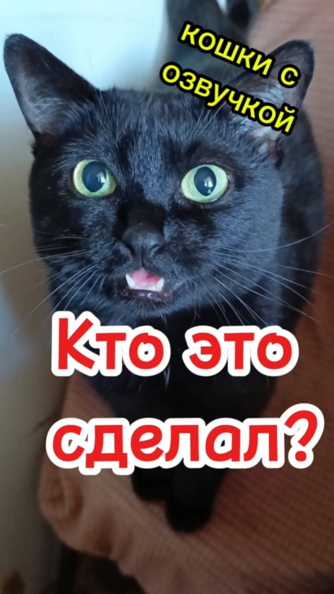 Кошки с озвучкой. смотреть онлайн