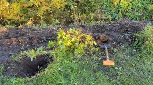 16-10-2025.Дача.Пересаживаю Форзицию.Почистила канаву.(11.-12.10.25)