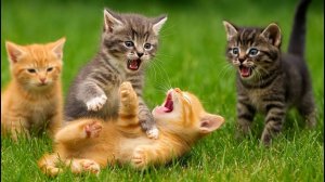 😹Маленькие Котятки прыгают на солнышке и мило играют друг с другом на траве🔥