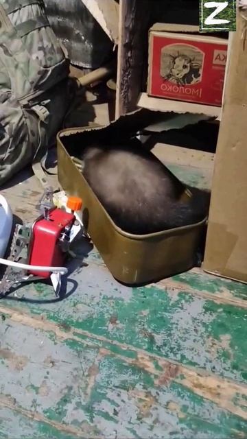 СВО смотреть онлайн