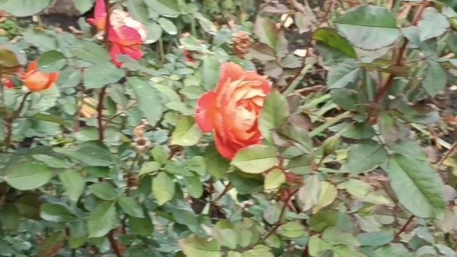 12 октября, почти середина осени и розы.