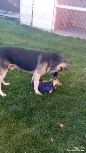 Лежачих не кусают 🐶🐕