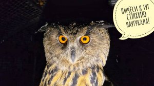 Пробник зимы на ночь включили! Сову Ёлку поздравляем с первым снегом! А утром опять осень для кошки