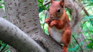 Красивая белка в парке