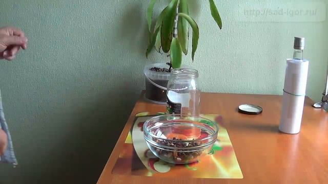 Настойка, золотой ус смотреть онлайн