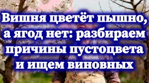 Вишня цветёт пышно, а ягод нет разбираем причины пустоцвета и ищем виновных